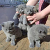 Photo №3. Cute British-shorthair kitten for free adoption. Germany