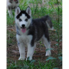 Photo №1. siberian husky - for sale in the city of Litomysl | negotiated | Announcement № 96506