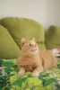 Photo №3. Radiant cat is looking for a home. Russian Federation