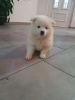 Additional photos: german spitz puppies