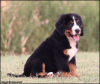 Photo №1. bernese mountain dog - for sale in the city of Belgrade | negotiated | Announcement № 120011