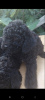 Photo №4. I will sell poodle (toy) in the city of Панчево.  - price - negotiated