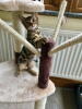 Photo №1. bengal cat - for sale in the city of Байройт | 371$ | Announcement № 109222