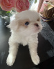 Photo №2 to announcement № 9515 for the sale of japanese chin - buy in Russian Federation private announcement