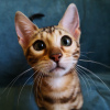 Additional photos: Bengal kittens as pets