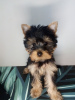 Photo №4. I will sell yorkshire terrier in the city of Wrocław.  - price - negotiated
