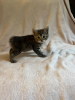 Photo №1. american bobtail - for sale in the city of Cologne | Is free | Announcement № 107993