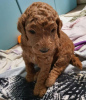 Photo №1. poodle (toy) - for sale in the city of Auckland | 5$ | Announcement № 92907