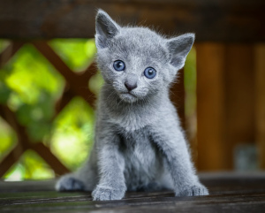 Photo №4. I will sell russian blue in the city of Brest. private announcement - price - 342$