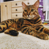 Photo №1. Mating service - breed: bengal cat. Price - 60$