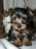 Photo №1. yorkshire terrier - for sale in the city of Lippstadt | 211$ | Announcement № 119049