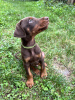 Photo №1. dobermann - for sale in the city of Belgrade | negotiated | Announcement № 71818