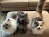 Photo №2 to announcement № 30001 for the sale of persian cat - buy in Germany private announcement