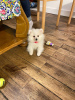 Photo №1. pomeranian - for sale in the city of Лювен | 1057$ | Announcement № 34537