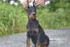 Photo №4. I will sell dobermann in the city of Vitebsk. private announcement - price - 1183$