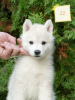 Photo №4. I will sell siberian husky in the city of Belgrade.  - price - 2113$