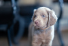 Photo №1. weimaraner - for sale in the city of Vilnius | 1774$ | Announcement № 11688