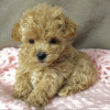 Photo №1. poodle (dwarf) - for sale in the city of Montreal | 500$ | Announcement № 103599