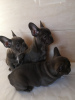 Additional photos: Healthy French Bulldog available now for sale