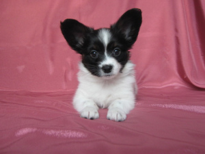 Photo №1. papillon dog - for sale in the city of Vladimir | 800$ | Announcement № 6284