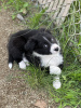 Photo №2 to announcement № 40111 for the sale of border collie - buy in United States private announcement