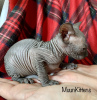 Photo №2 to announcement № 24269 for the sale of sphynx-katze - buy in Belarus private announcement