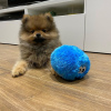 Additional photos: Pomeranian baby