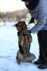 Photo №2 to announcement № 8315 for the sale of non-pedigree dogs - buy in Russian Federation from the shelter