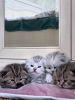 Photo №4. I will sell scottish fold in the city of Minsk. from nursery - price - negotiated