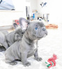 Photo №1. french bulldog - for sale in the city of California Gully | negotiated | Announcement № 104677