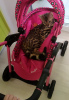 Photo №1. bengal cat - for sale in the city of Аланья | negotiated | Announcement № 19436
