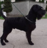 Photo №2 to announcement № 9370 for the sale of giant schnauzer - buy in Serbia private announcement