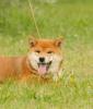 Photo №4. I will sell shiba inu in the city of Riga.  - price - negotiated