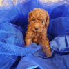 Photo №3. Beautiful Poodle Puppies Available for sale. Germany