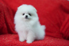 Photo №2 to announcement № 16201 for the sale of pomeranian - buy in United States breeder