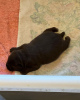 Photo №4. I will sell labrador retriever in the city of Fugging. breeder - price - 300$