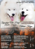 Photo №1. samoyed dog - for sale in the city of Belgrade | negotiated | Announcement № 90127