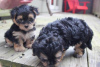 Photo №1. non-pedigree dogs - for sale in the city of Giessen | negotiated | Announcement № 99280