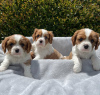 Photo №2 to announcement № 38263 for the sale of cavalier king charles spaniel - buy in Austria private announcement