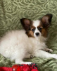 Additional photos: papillon puppies