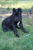 Photo №1. cane corso - for sale in the city of Brest | 240$ | Announcement № 20102