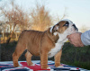 Photo №3. English bulldog. Serbia