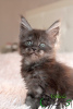 Photo №1. maine coon - for sale in the city of St. Petersburg | 522$ | Announcement № 9725