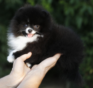 Photo №3. very very little girl Pomeranian. Russian Federation