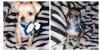Additional photos: Chihuahua puppies for sale