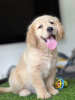 Photo №1. golden retriever - for sale in the city of Dębica | 4$ | Announcement № 122573