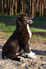 Additional photos: Puppy of the Central Asian Shepherd Dog / CAO / Alabai