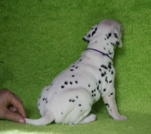 Additional photos: High-breed Dalmatian puppies