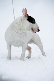 Photo №2 to announcement № 1163 for the sale of bull terrier - buy in Belarus private announcement, breeder