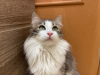 Additional photos: A wonderful young cat, kitten Lisa, is looking for a home and a loving family!